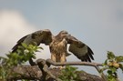 Bussard