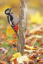 Originalaufnahme der herbstlichen Buntspechtin...