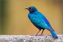 Grünschwanzglanzstar (Lamprotornis chalybaeus)