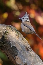 Haubenmeise vor herbstlichem Hintergrund....