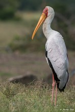 Nimmersatt (Mycteria ibis)