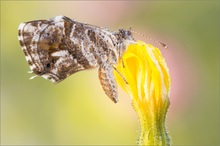 Cacyreus marshalli - Pelargonien-Bläuling