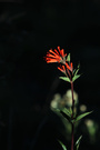 Bouvardia ternifolia