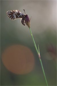 Im letzten Abendlicht