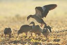 Nilgänse