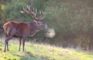 Hirsch
