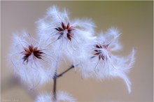 Clematis