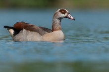 Nilgans (Alopochen aegyptiacus)