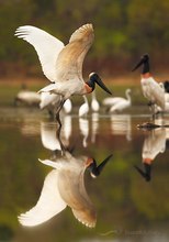 Jabiru (Jabiru mycteria)