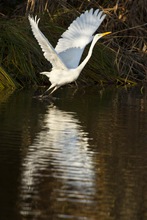 Silberreiher beim Abflug