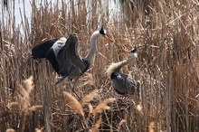 Graureiher / Ardea cinerea