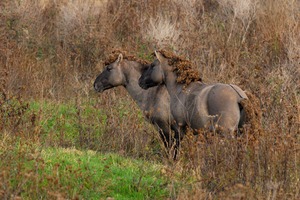 Konik Pferde