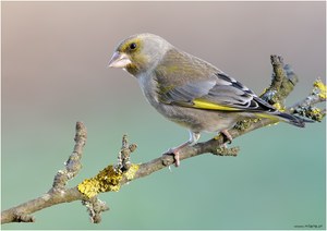 Carduelis chloris