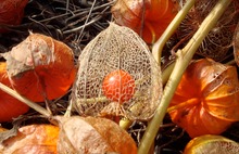 Physalis