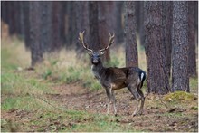 Den Wald vor lauter Bäumen ....