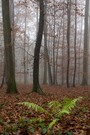 Novemberwald