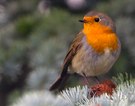 Rotkehlchen im Herbst