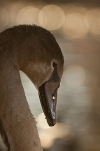 Junger Höckerschwan