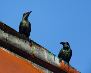 Philippinische Allerweltsvögel