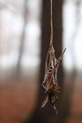 sleeping bat - Kunst im Walde