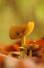 Ein kalter Herbsttag war`s