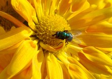 Grüne Fliege auf gelber Blume