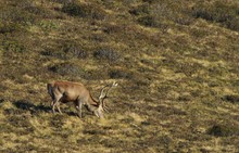 Fettreserven alter Hirsch in den Heidelbeeren