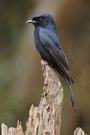 Square-tailed Drongo (Dicrurus ludwigii)