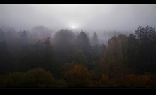 Bäume im Nebel