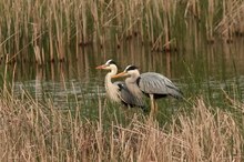 Graureiherpaar / Ardea cinerea