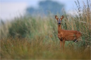 Dortmunder Schönheit