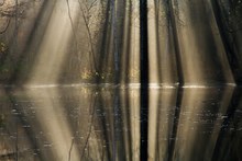 Waldteich im Spätherbst