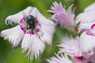 Fliege auf Blüte