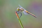 Sympetrum danae