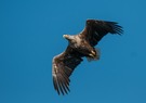 Seeadler auf den Lofoten