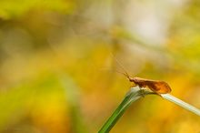 Eine  Köcherfliege  schaut  sehnsüchtig...