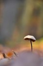 Mopple the mushroom :-)