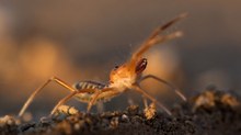 Walzenspinne / Galeodes caspius / Sun spider