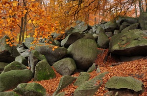 Ein Wald voller Steine