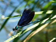 Libelle am Stausee