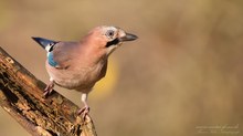 Eichelhäher  (Garrulus glandarius)