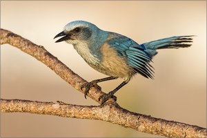 Florida Scrub Jay (Aphelocoma coerulescens)