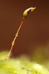 Sporenkapsel Laubmoos