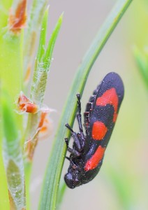 Schwarz-Rot-Grün