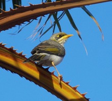 Honeyeater