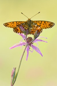 Schmetterling des Jahres 2013