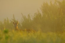 Im goldenen Licht