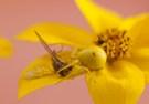 Veränderliche Krabbenspinne