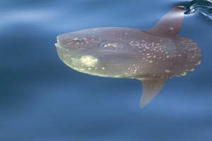 Mondfisch (Mola Mola)