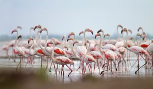 Rosa Flamingos